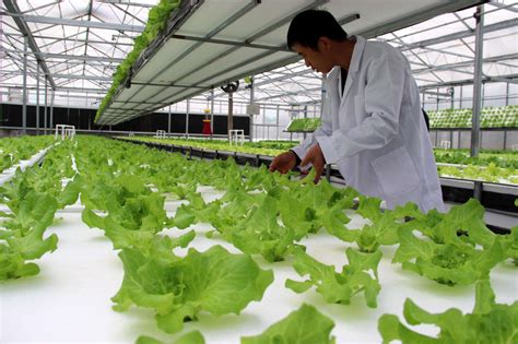 新型蔬菜的种植技术