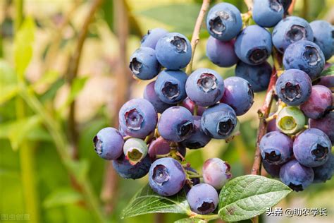 新手种什么蓝莓品种