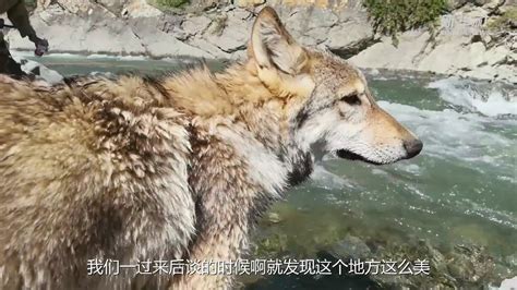 新疆哪里有狼群行动