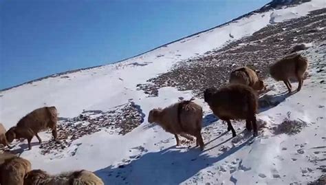 新疆牛羊被冻死原因
