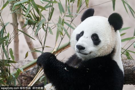 旅俄大熊猫最新消息
