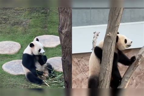 旅居卡塔尔大熊猫只认四川口音