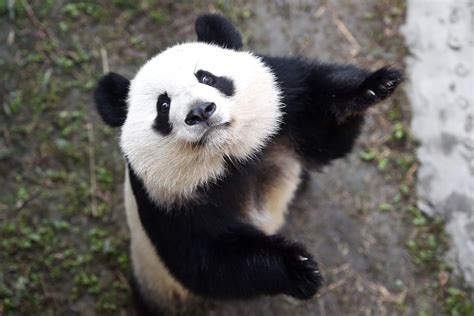旅美大熊猫一家三口平安回国