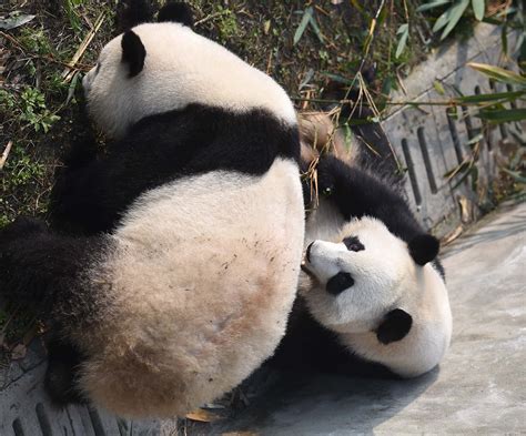 旅美大熊猫回国的情况