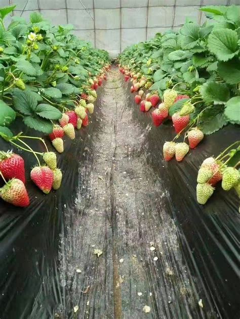 无锡草莓种植方法