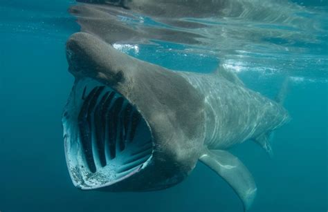 日本巨口鲨