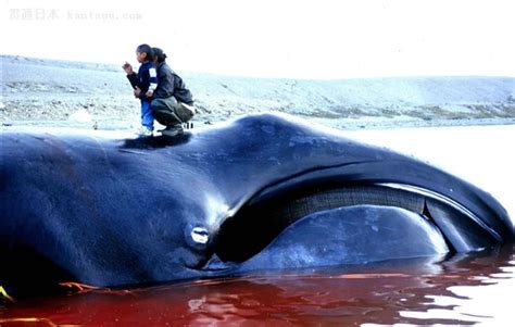 日本杀鲸纪录片