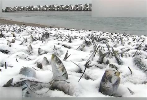 日本海岸现数十吨沙丁鱼尸体