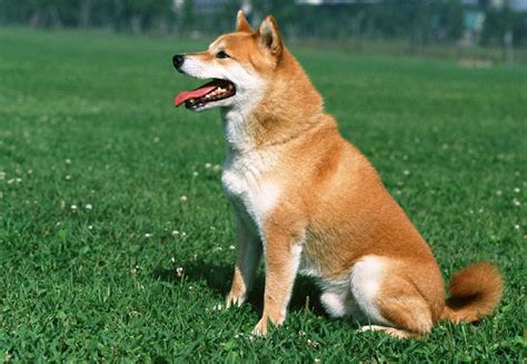 日本秋田犬有几个品种