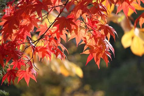 日本红枫树种植方法
