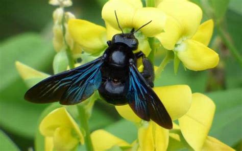 日本黑色蜜蜂蜂种