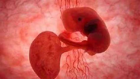 早期胚胎算什么阶段