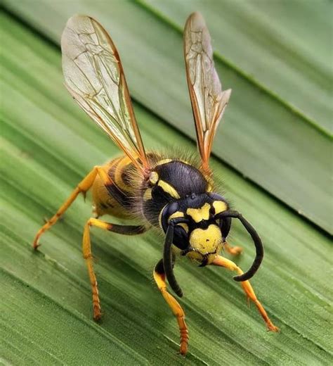 昆虫黄蜂