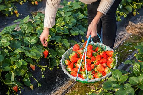 易县附近有草莓采摘园吗