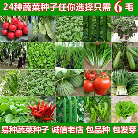 春季蔬菜种植品种大全