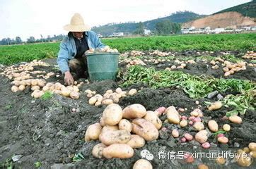 春季马铃薯的栽培