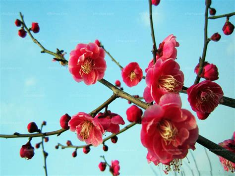 春节花卉图片大全大图
