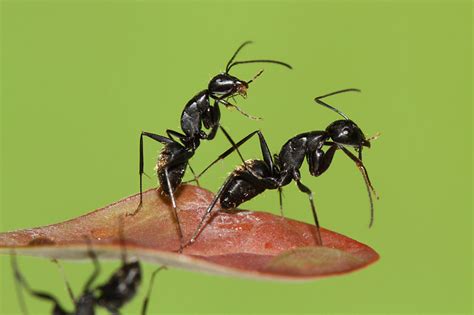 是否有黑蚂蚁