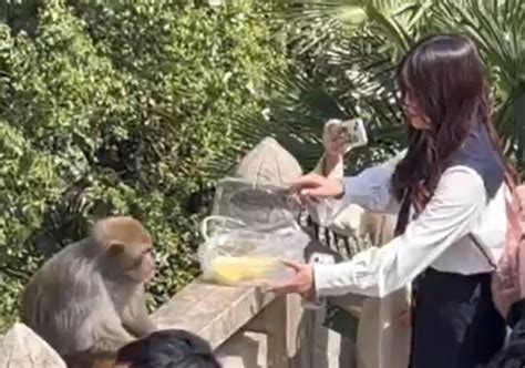 景区回应女子投喂猴子反被掌掴