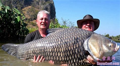 最大的鱼有多重