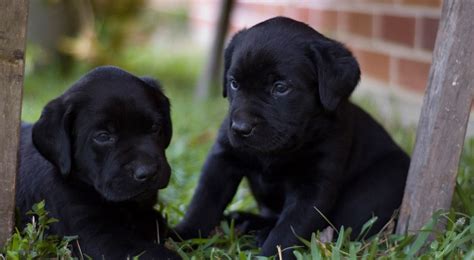 最新黑色拉布拉多幼犬三个月