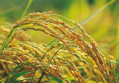 最早种植水稻是哪个国家