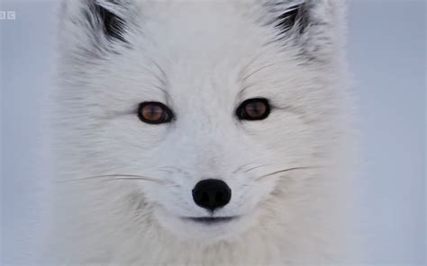 最红北极狐图片