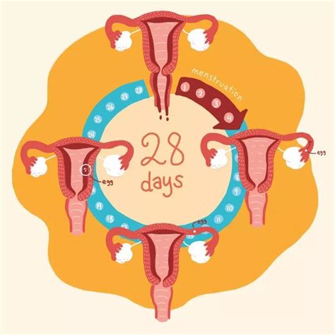 月经每个月正常容易怀孕吗