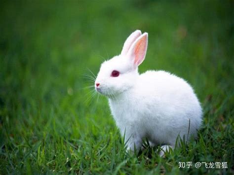有关于兔子的可爱昵称