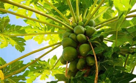 木瓜用什么种植方法