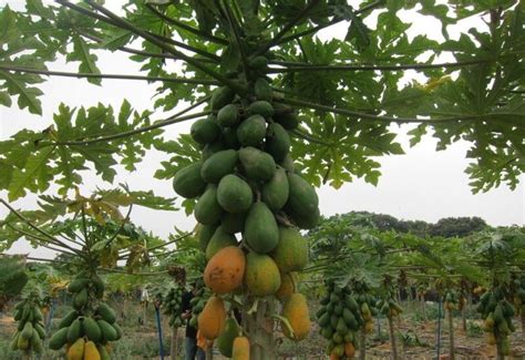 木瓜的种植技巧