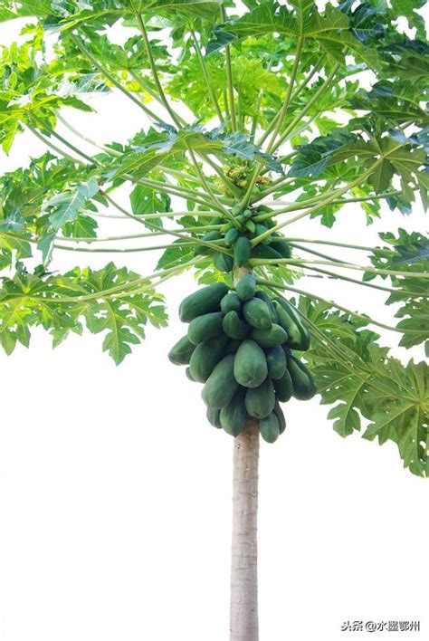 木瓜的种植方法及技巧