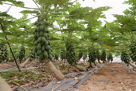 木瓜种植技术管理