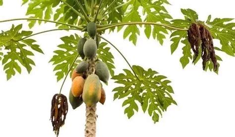 木瓜种植方法和技术与管理