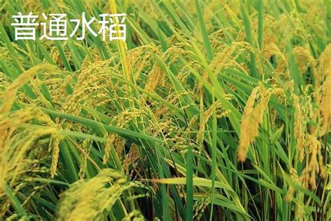 杂交水稻和普通水稻的对比图