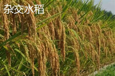 杂交水稻种植和普通水稻一样吗