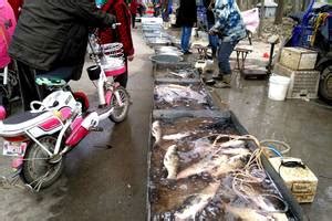 来宾农贸批发市场鱼