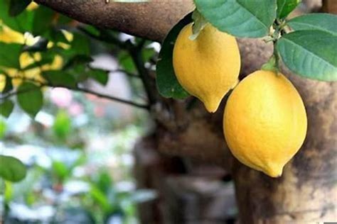 柠檬生长适宜的环境要求是什么