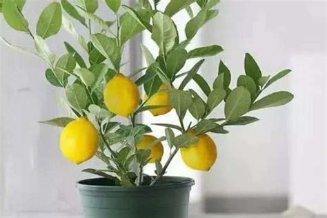 柠檬花的养殖方法和注意事项