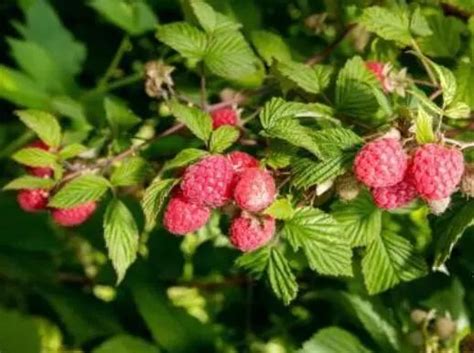 树莓种植时间和方法