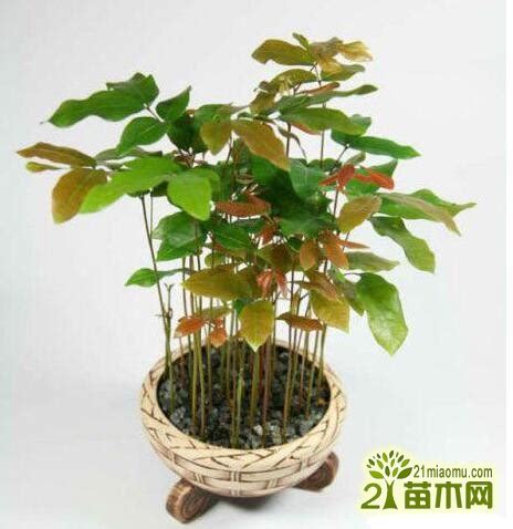 桂圆盆栽种植方法