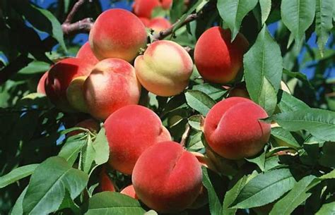 桃子用什么种植
