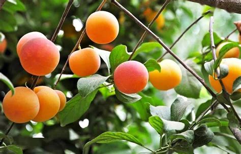 梅子金黄杏子肥是什么季节的