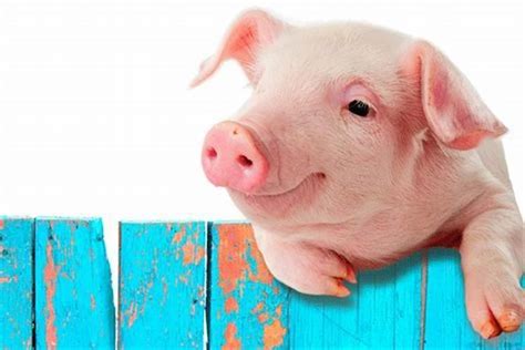 梦中梦到猪是什么预兆