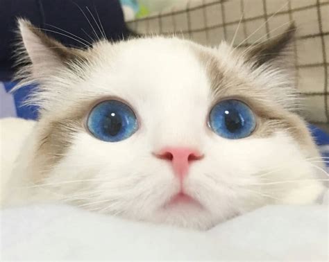 梦到一只可爱的猫是什么意思
