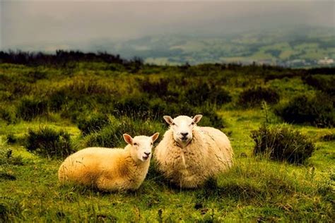 梦到好多羊周公解梦