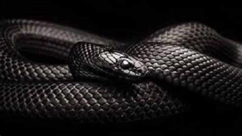 梦到被黑色的蛇追赶