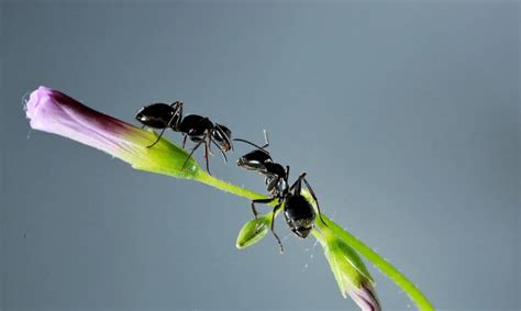 梦到许多蚂蚁是什么意思