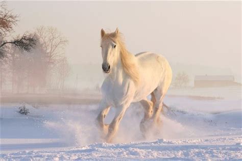 梦到骑白马是什么意思