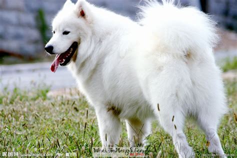 梦见一只白色的大狗